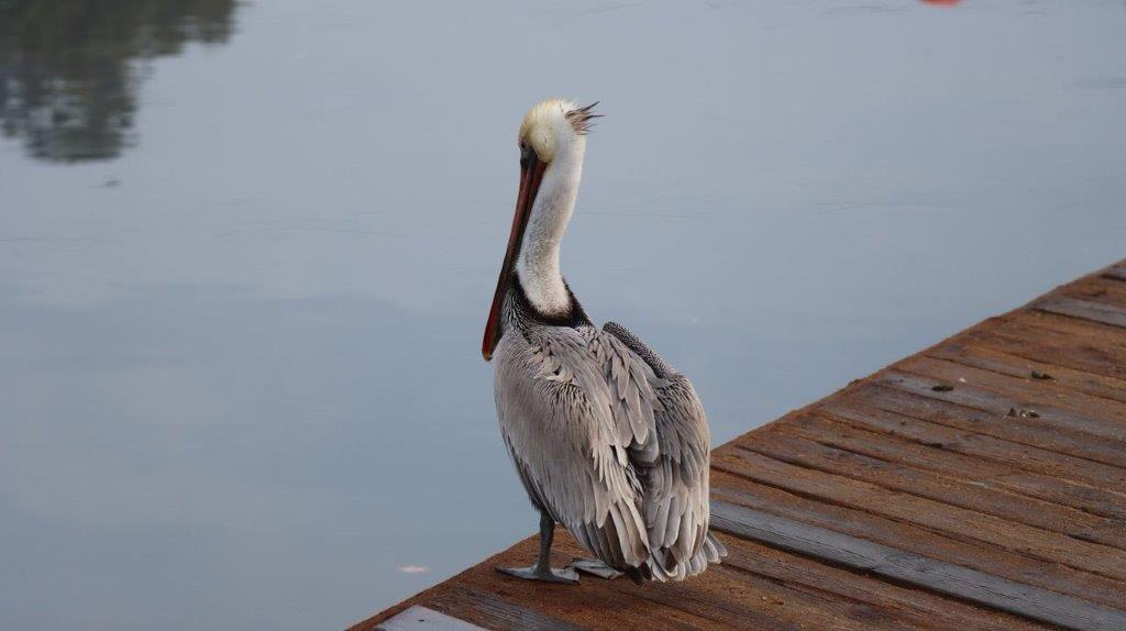 A bird standing on a dock

Description automatically generated