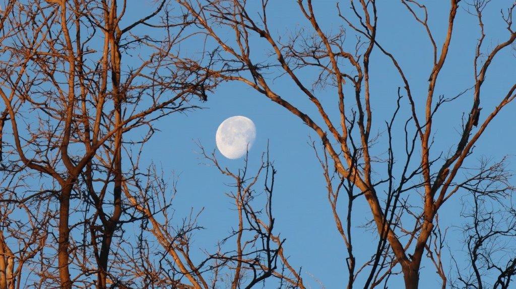 A moon in the sky through tree branches

Description automatically generated