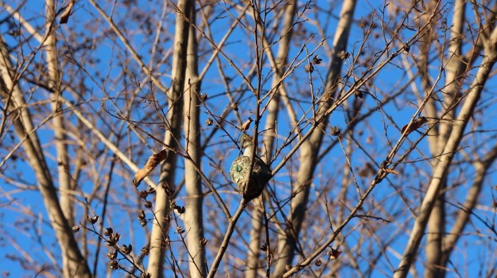 A bird on a tree branch

Description automatically generated