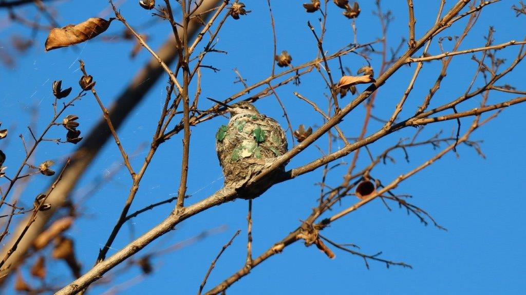 A bird nest on a tree branch

Description automatically generated