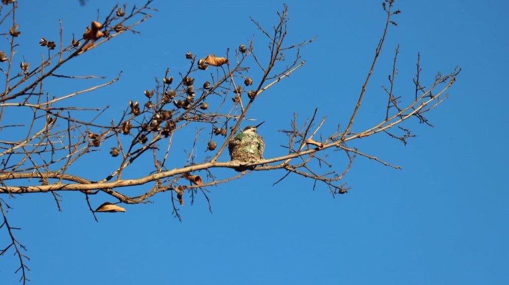 A bird sitting on a branch

Description automatically generated