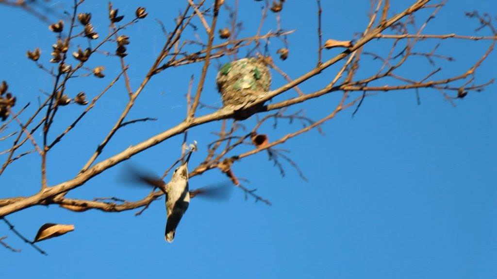 A bird on a branch

Description automatically generated