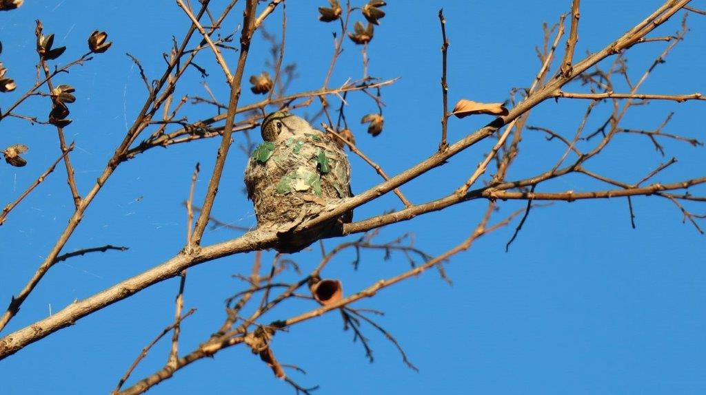 A bird in a nest on a tree branch

Description automatically generated