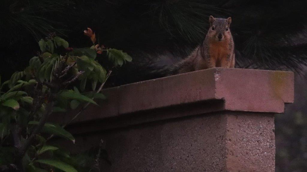 A squirrel sitting on a ledge

Description automatically generated