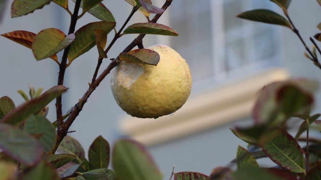 A yellow fruit on a tree

Description automatically generated