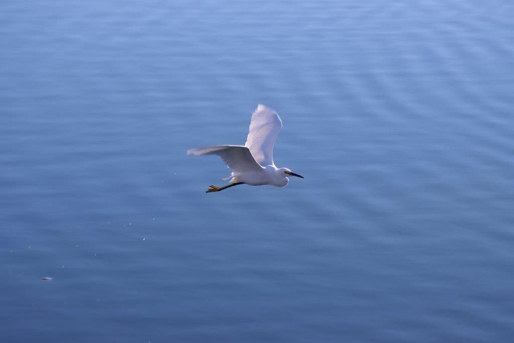 A bird flying over water

Description automatically generated