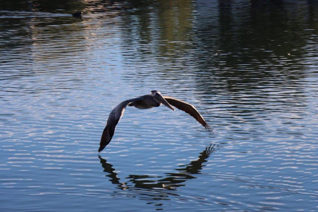 A pelican flying over water

Description automatically generated