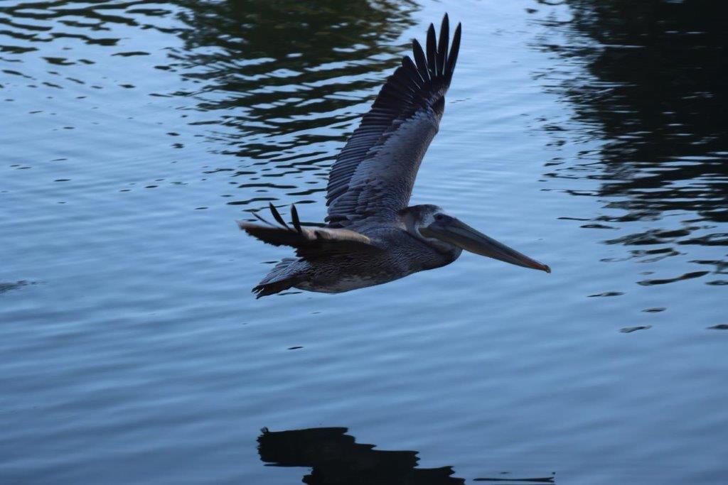 A pelican flying over water

Description automatically generated