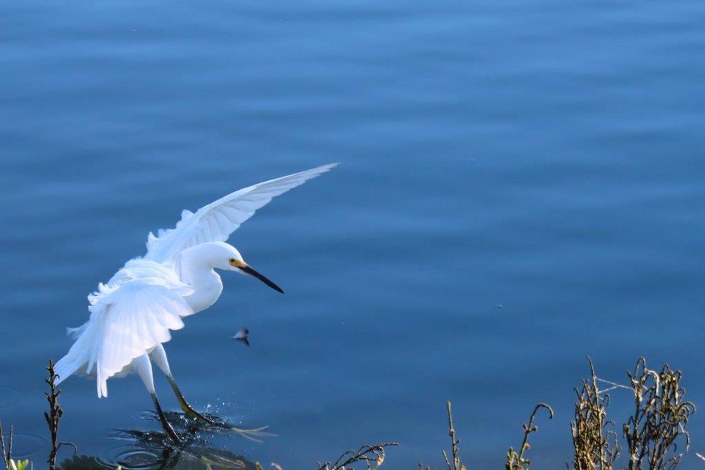 A white bird with long beaks and wings

Description automatically generated