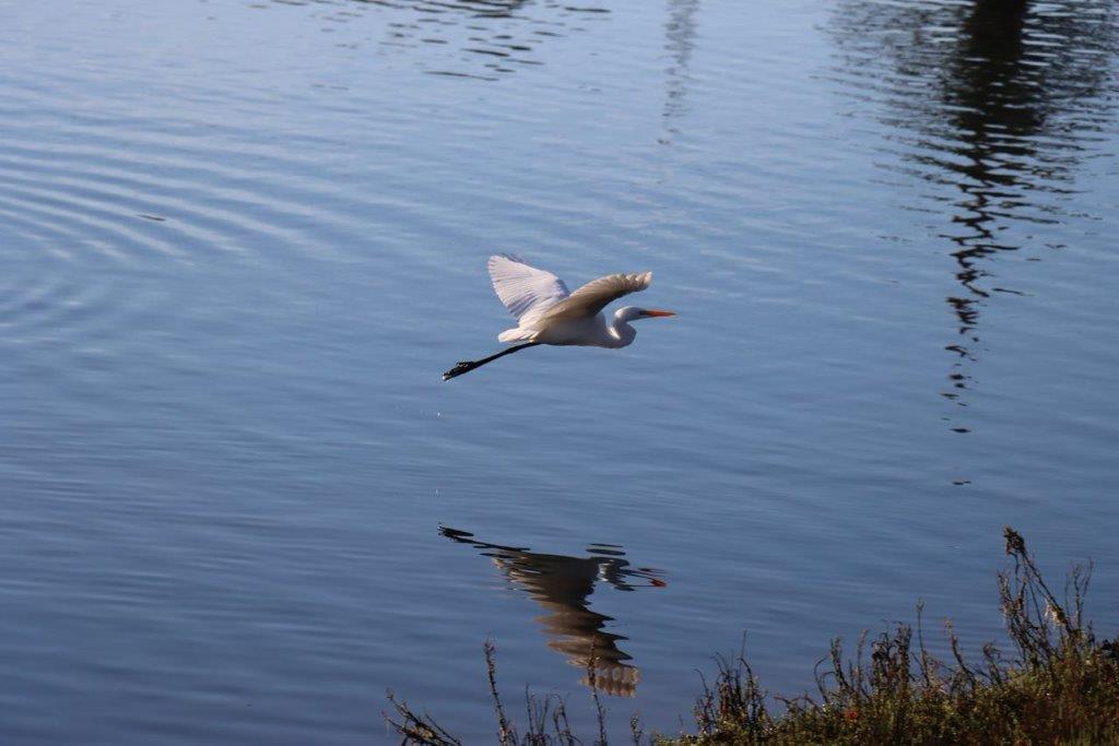 A bird flying over water

Description automatically generated