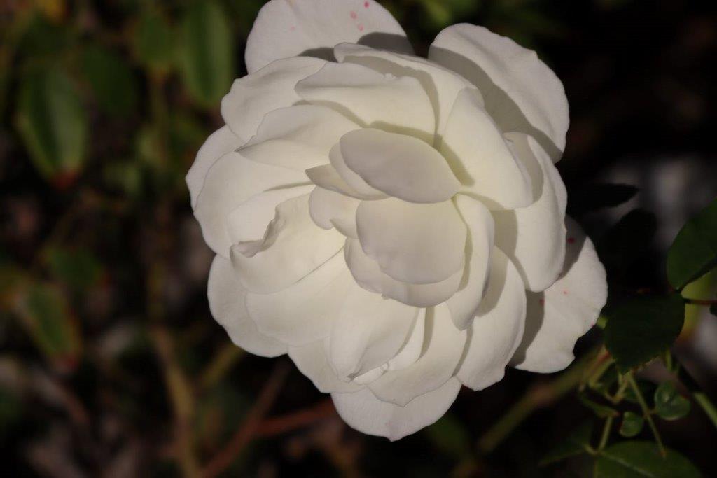 A close-up of a white flower

Description automatically generated