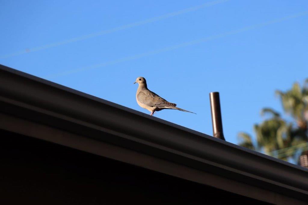 A bird standing on a roof

Description automatically generated