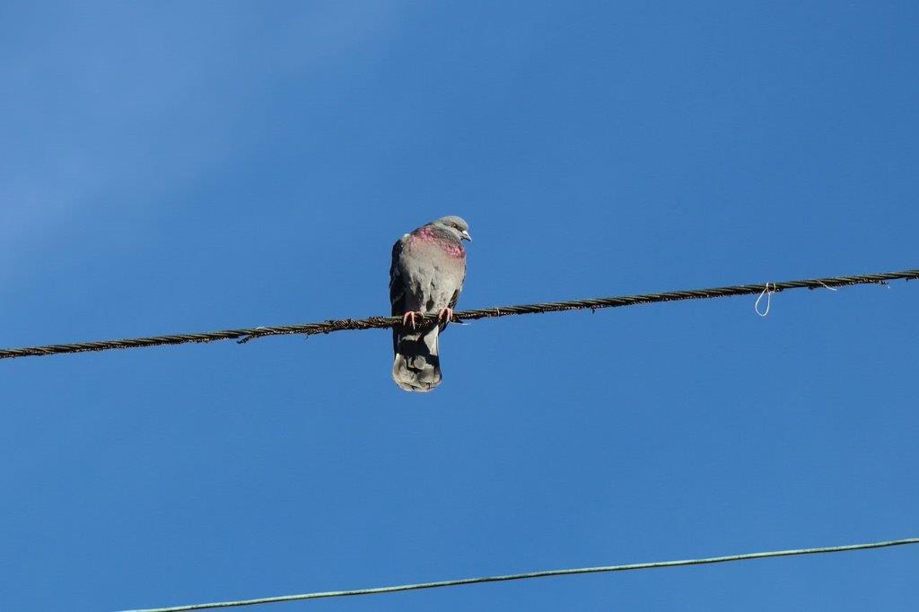 A bird perched on a wire

Description automatically generated