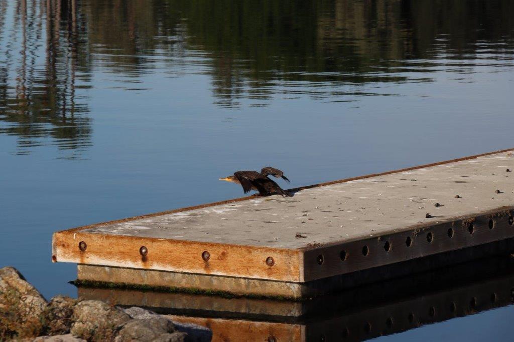 A bird flying over a dock

Description automatically generated