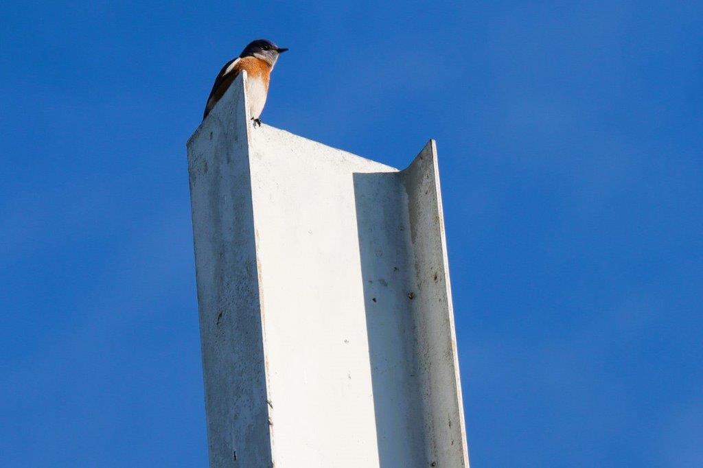 A bird perched on a white post

Description automatically generated