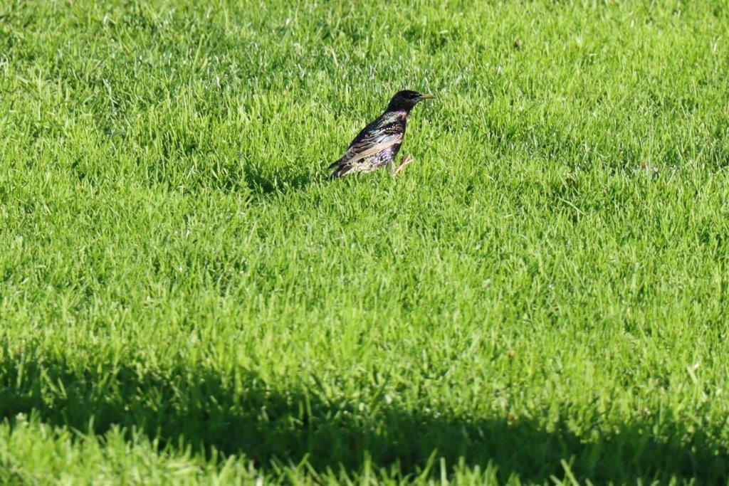 A bird in the grass

Description automatically generated