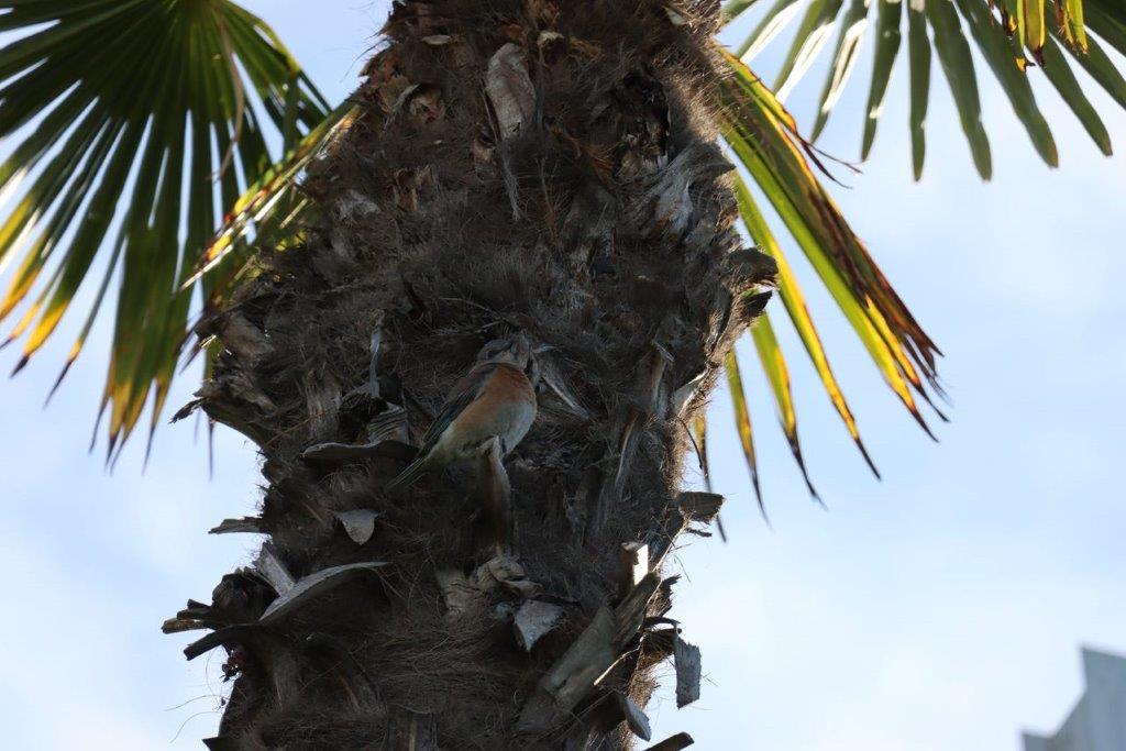 A bird in a palm tree

Description automatically generated