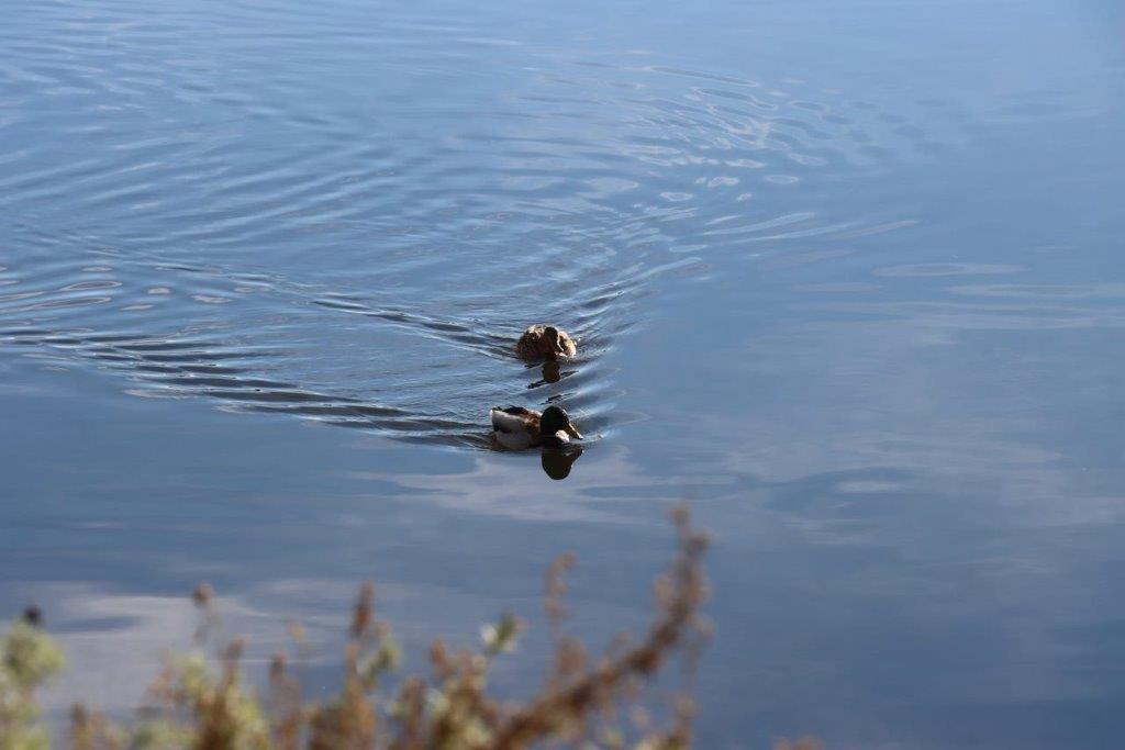 A duck swimming in a lake

Description automatically generated