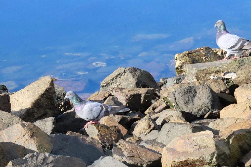 A pigeon on rocks by water

Description automatically generated