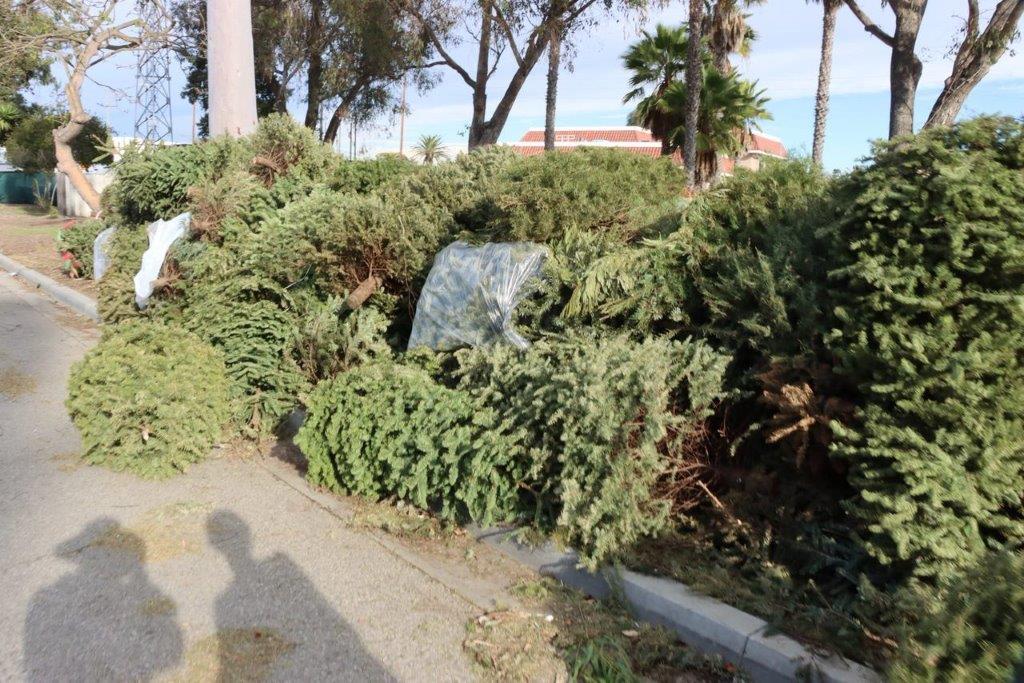 A group of bushes on a sidewalk

Description automatically generated with medium confidence