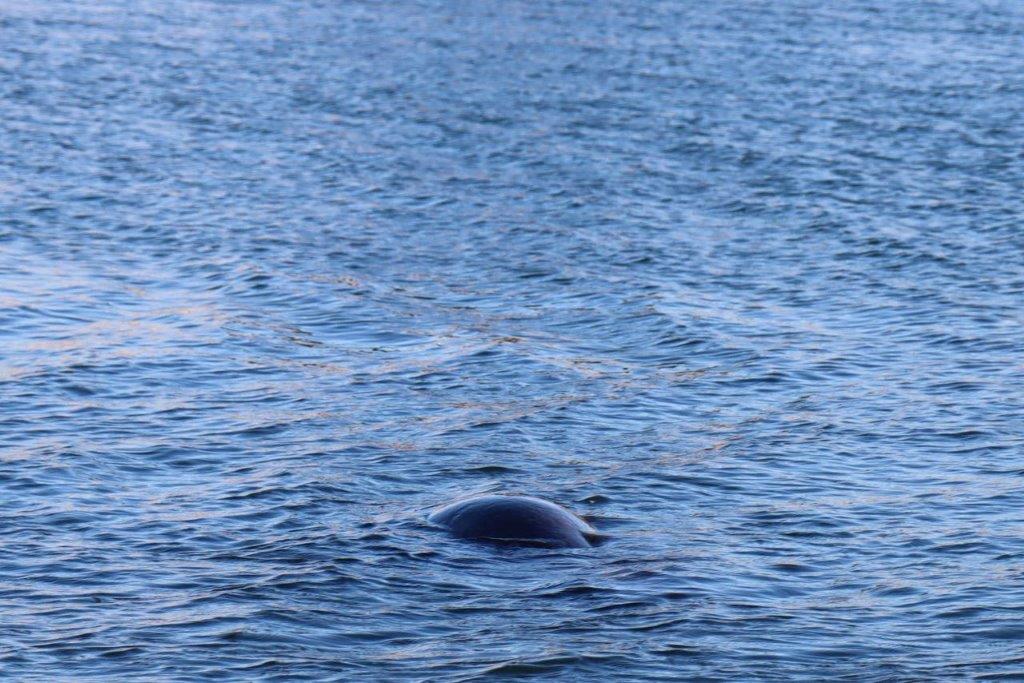 A large round object in the water

Description automatically generated