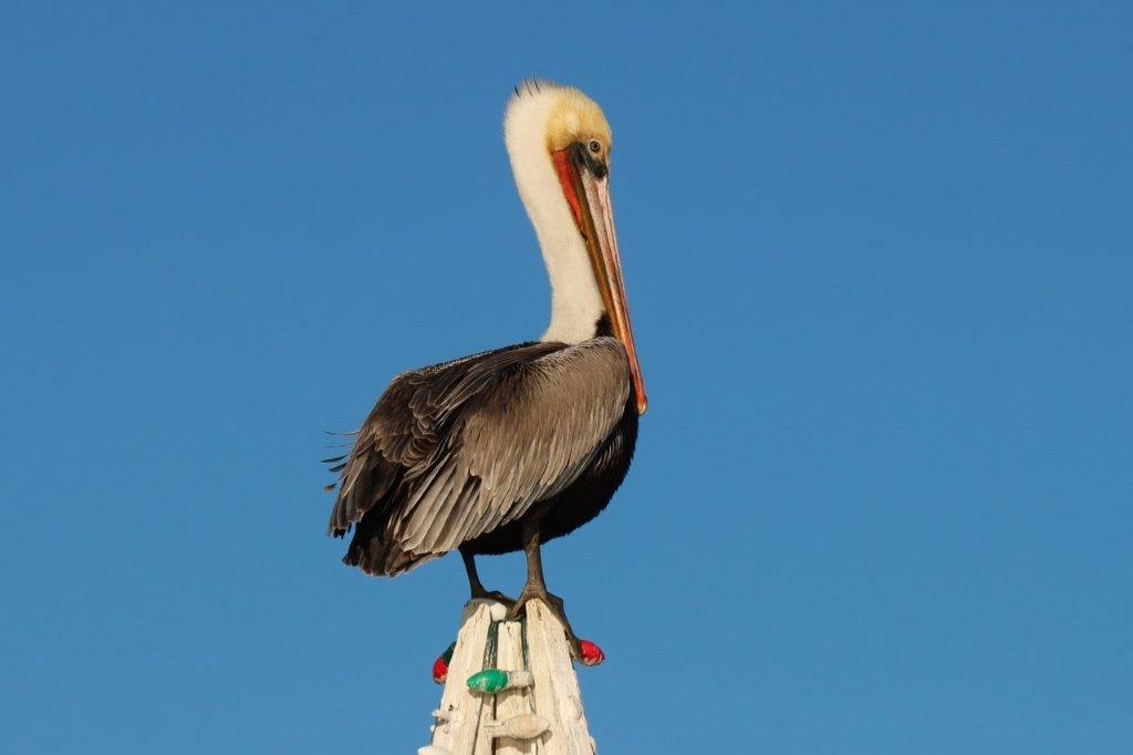 A bird standing on a post

Description automatically generated