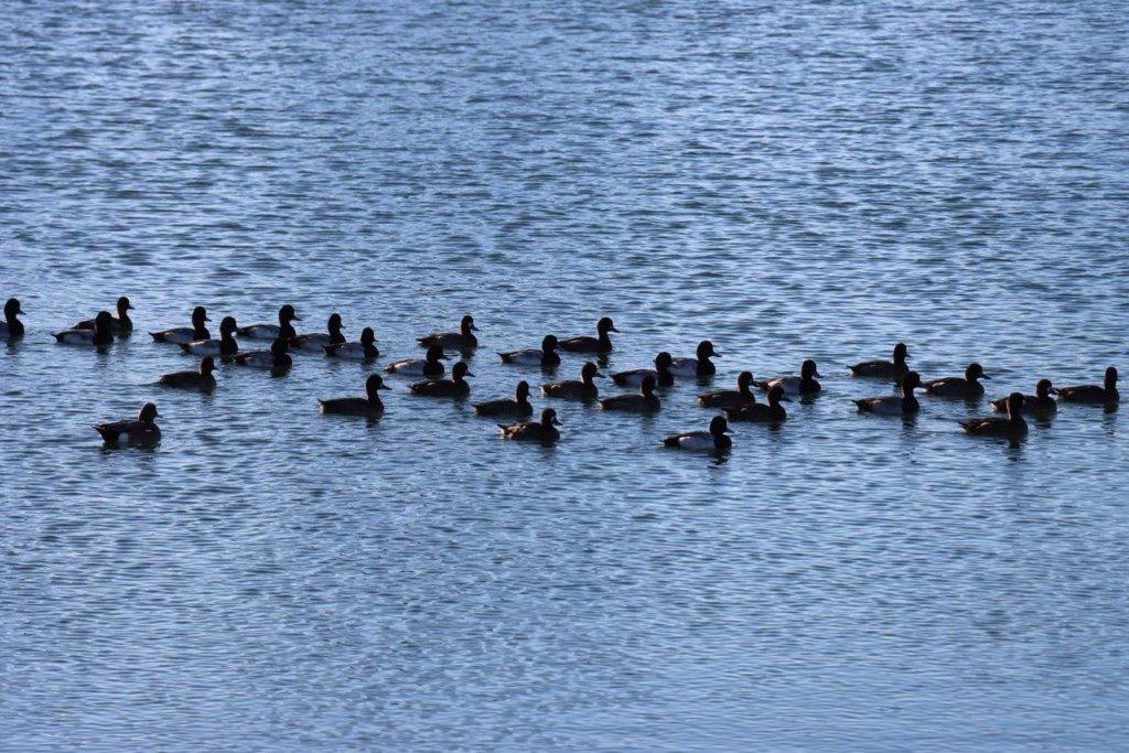 A group of ducks swimming in the water

Description automatically generated