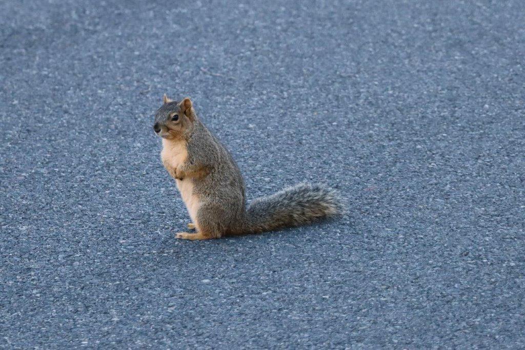 A squirrel standing on its hind legs

Description automatically generated
