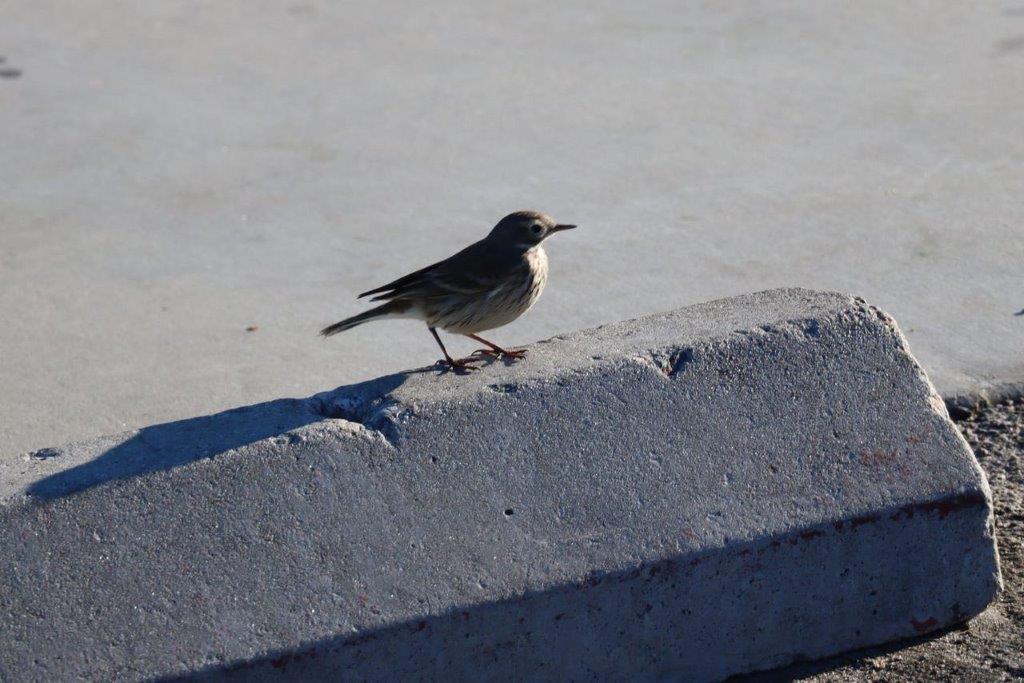 A bird standing on a curb

Description automatically generated