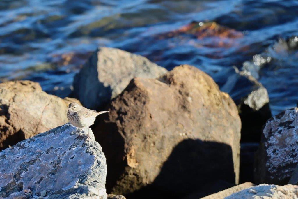 A bird on a rock near water

Description automatically generated