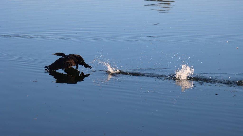 A dog jumping into water

Description automatically generated