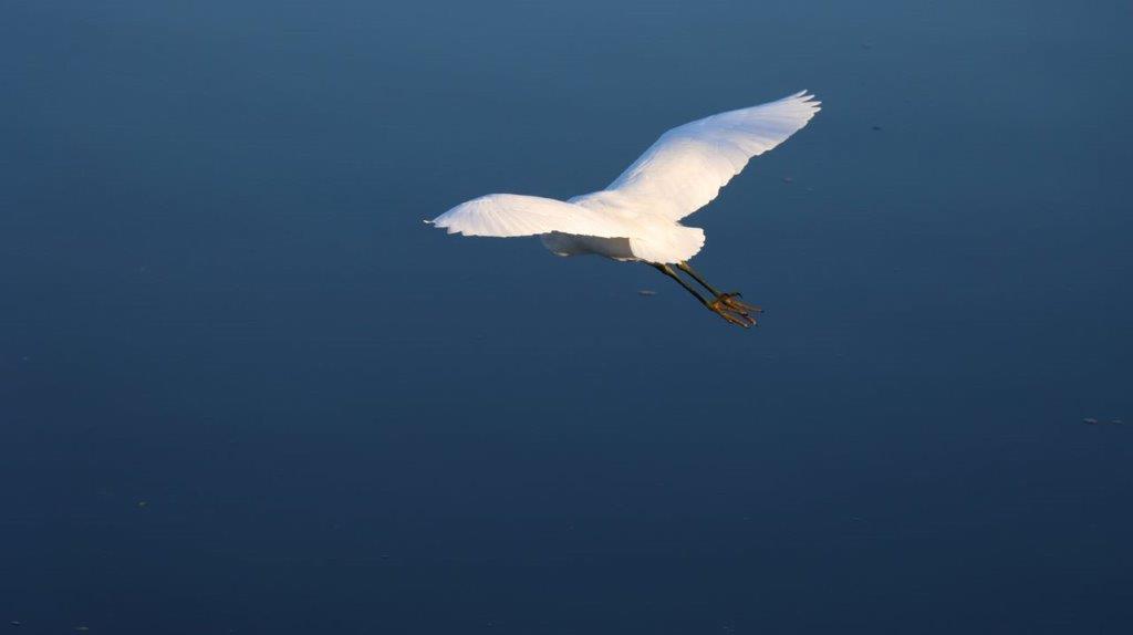 A white bird flying over water

Description automatically generated