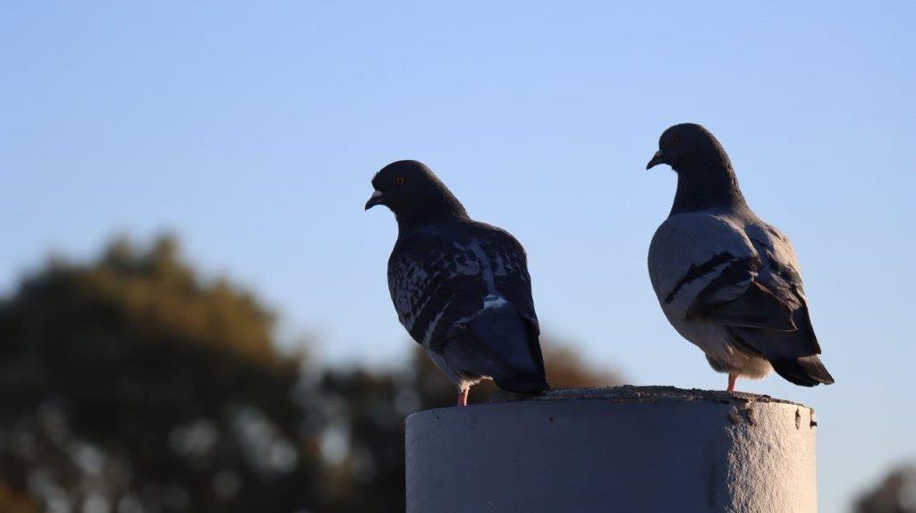Two birds standing on a concrete pillar

Description automatically generated