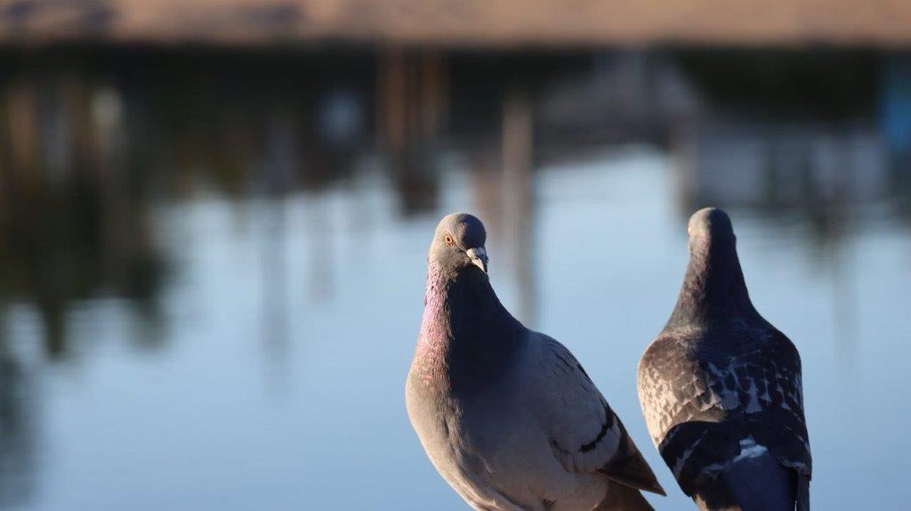 A couple of pigeons standing on a railing

Description automatically generated
