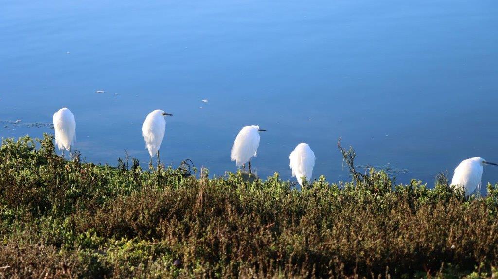 A group of white birds standing on grass by water

Description automatically generated