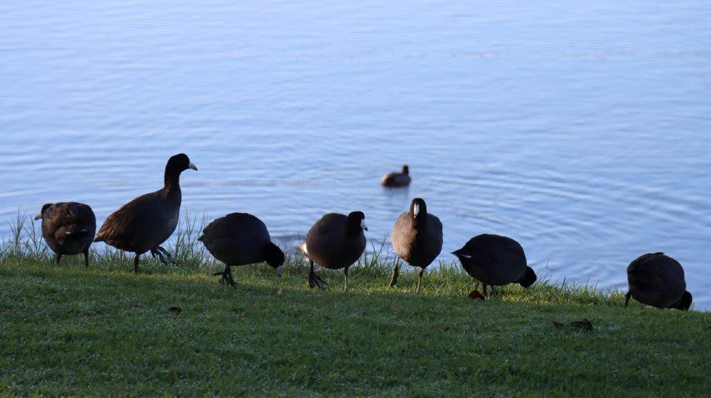 A group of birds walking on grass by water

Description automatically generated