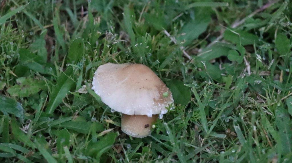 A mushroom growing in the grass

Description automatically generated