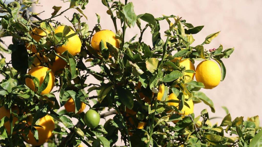 A lemons on a tree

Description automatically generated