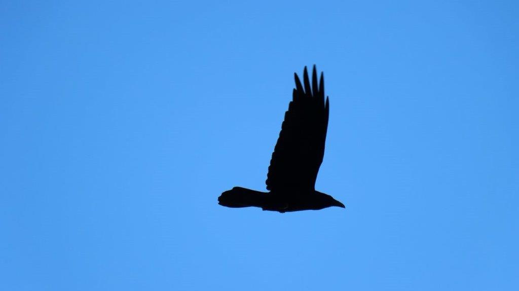 A silhouette of a bird flying in the sky

Description automatically generated