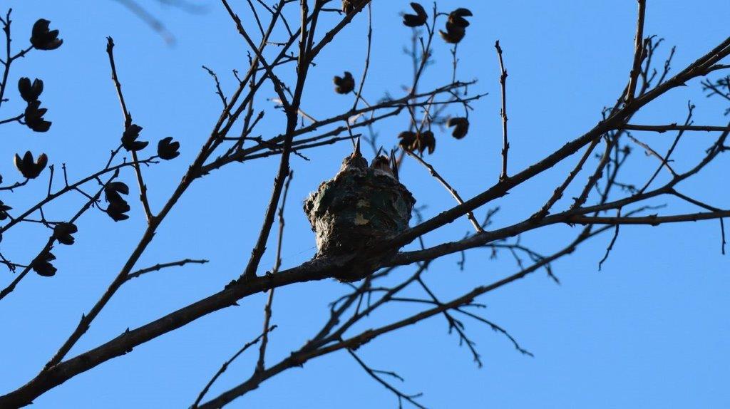 A bird nest on a tree branch

Description automatically generated
