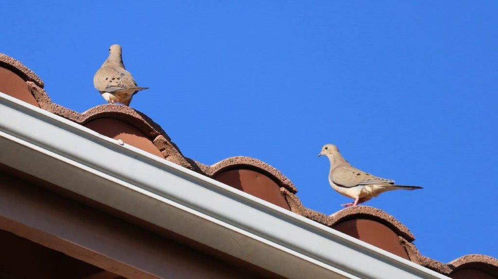 A couple of birds on a roof

Description automatically generated