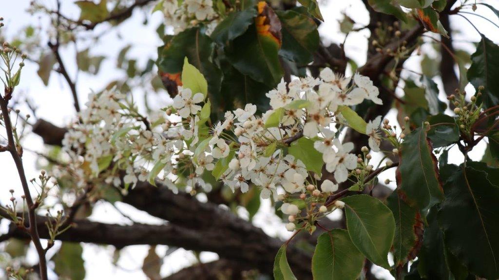 A close-up of a tree branch with white flowers

Description automatically generated