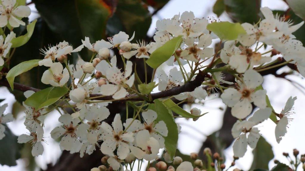 A close up of a tree branch with white flowers

Description automatically generated