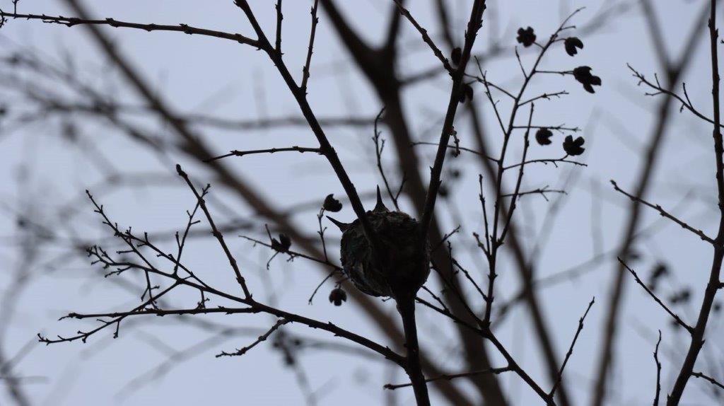 A bird on a tree branch

Description automatically generated