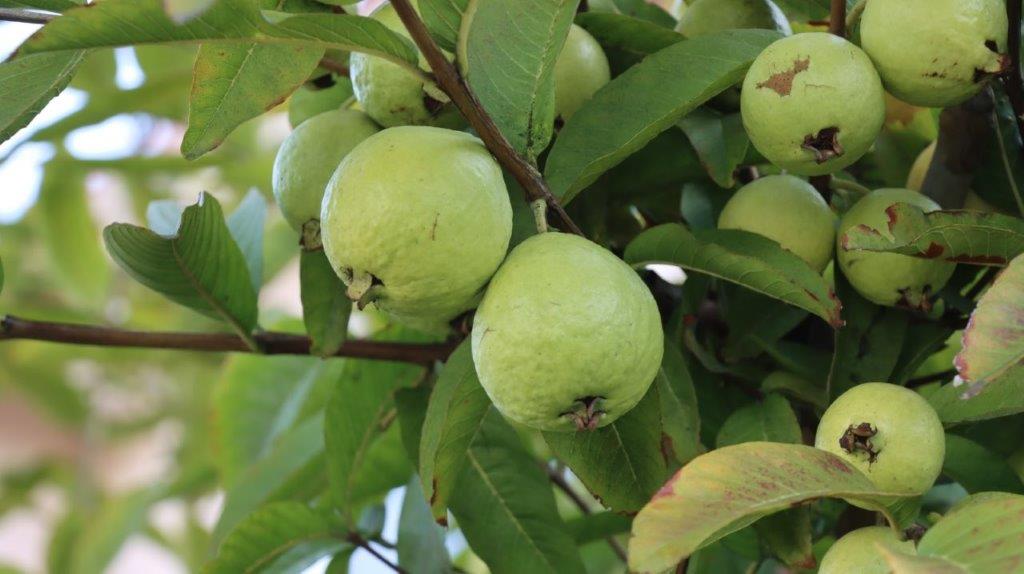 A close-up of a fruit on a tree

AI-generated content may be incorrect.