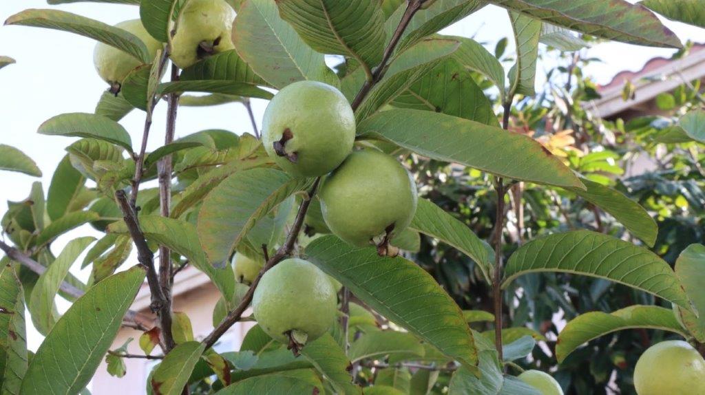 A close-up of a tree with fruits

AI-generated content may be incorrect.