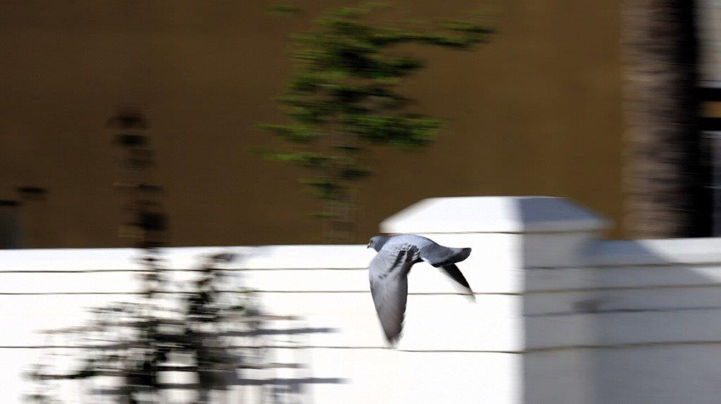 A bird flying over a white wall

AI-generated content may be incorrect.