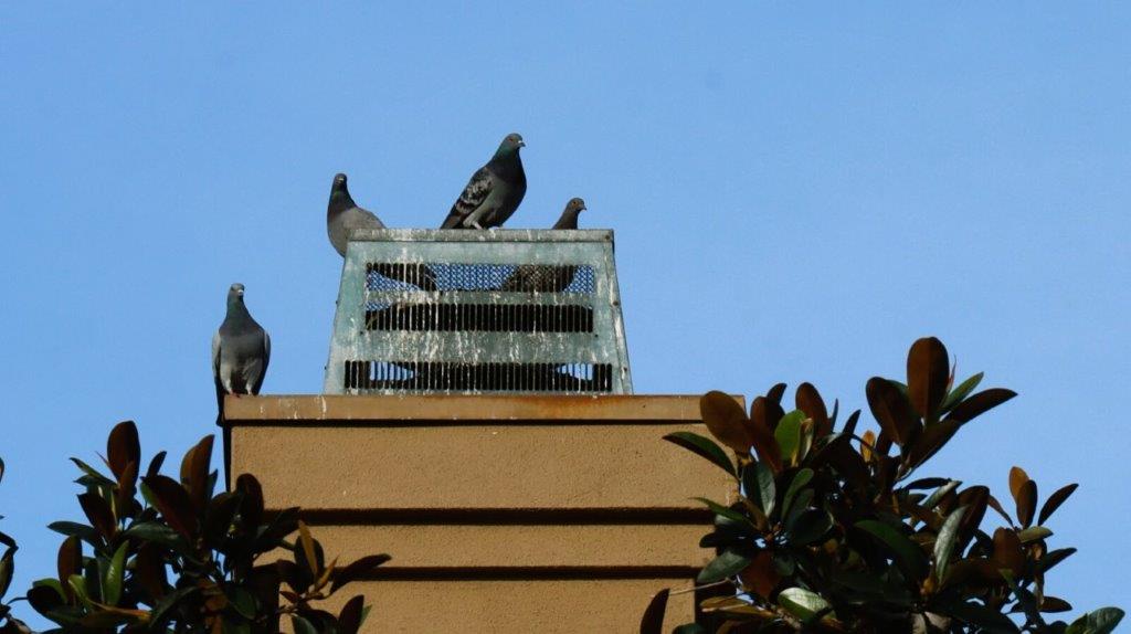 A group of pigeons on top of a roof

AI-generated content may be incorrect.