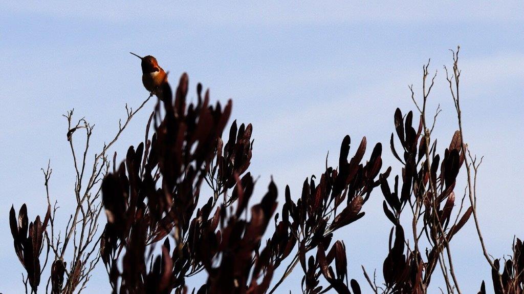 A bird sitting on a tree branch

AI-generated content may be incorrect.