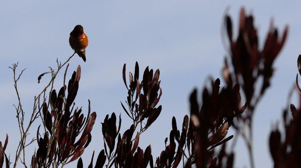 A bird perched on a branch

AI-generated content may be incorrect.